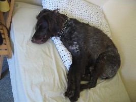 Mittagschlaf auf Taishis Bett...