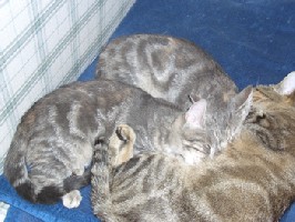 Zita und Mia 4,5 Monate alt