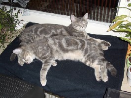 Meine beiden immermüden Tiger. Ein Katzenleben ist ja auch waaaaaahnsinnig anstrengend, oder?