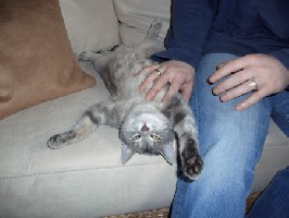Zita nach einer ausführlichen Schmusestunde. Katzen können doch immer wieder urkomisch ausschauen!