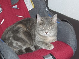 Mia hat sich Silvester im Maxi-Cosy der kleinen Sophia (Tochter von guten Freunden) breitgemacht.