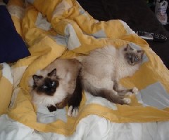 der Lieblingsplatz unseer Mäuse...UNSER Bett