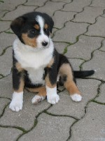 100605Sunny_Welpen_021.jpg
