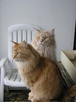 Wir helfen doch nur beim Balkon bepflanzen