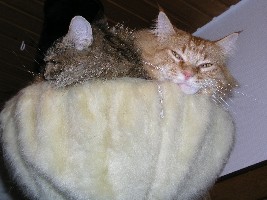 Platz ist in der kleinsten Hütte. Oder: Was passiert, wenn keiner der Klügere ist und nachgibt.