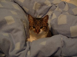 Kerry ohne Dat. (83).jpg