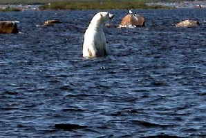Eisbär.jpg