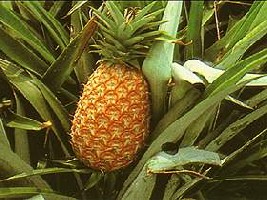 ananas.jpg