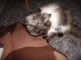 20032006 017.jpg