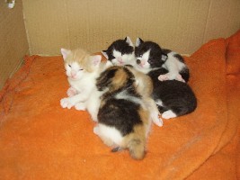 Sooo groß sind die Katzenbabys schon!