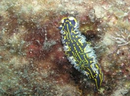 Nacktschnecke.jpg