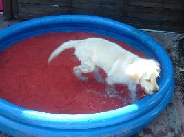 sunny pool 02.jpg