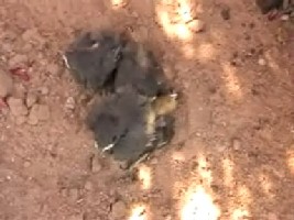 Vogelbabys_0001.jpg