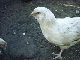 PIC_0007.JPG