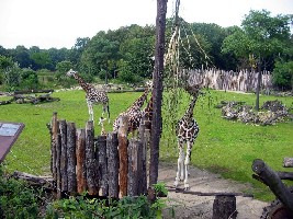 giraffen.jpg