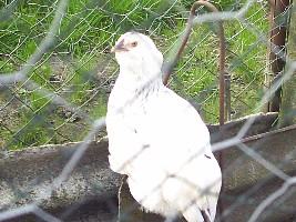 ebay 09 067.jpg