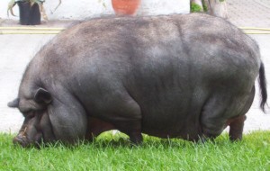 Puenktchen.jpg