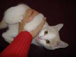 Handvoll Katze.jpg