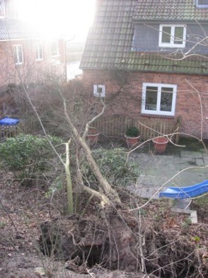 baum3.jpg