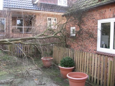 baum#1.jpg