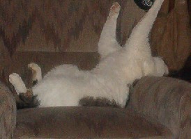 Und hier unsere komische Katze, die schläft grade wie ein Stein!!!