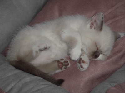 Lilly-2.jpg