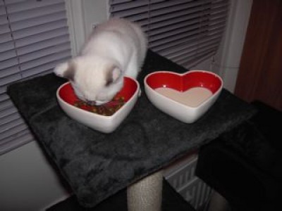 4. Lilly beim Fresschen.jpg