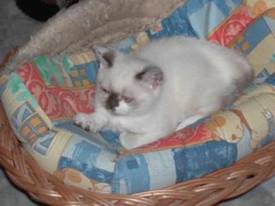 Lilly-Korb-4.jpg