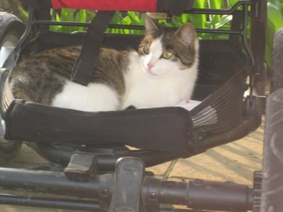 Paula im Kinderwagen.jpg