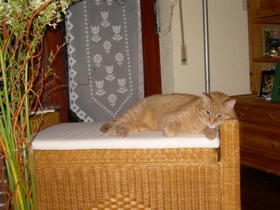 merlin hat einen neuen stammplatz