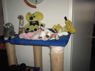 1-Lilly auf Kratzbaum-02.04.07.jpg