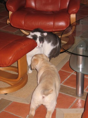 Nur nicht näher kommen, sonst greif ich an *miau*