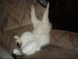 Oder manchmal liegt da so ein komischen &amp;quot;Ding&amp;quot; auch Katze genannt auf dem Sessel, und der steht neben dem Kamin!!