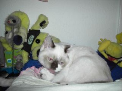 Lilly-Putzstunde-14.05.07.jpg