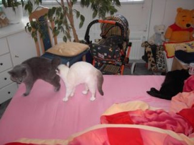 1.Komm-her-mein-kleiner-Pfingstochse-27.05.07.jpg