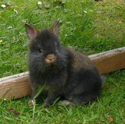 Sie ist auch ein Löwenkopfninchen, die Mähne kommt noch ;-)