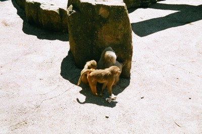 Hier nochmal Yara's Wauwau bei den Affen