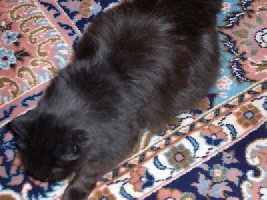 Katze Gina.jpg