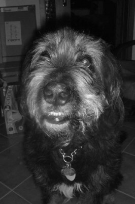 letztes Bild von Polly