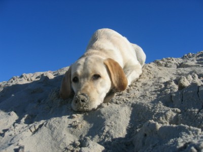 Unsre Sandschnuffel