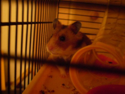 Hallo Mädels,<br />ich bin Vanessas Dickerle Fiffi - nett euch kennen zu lernen