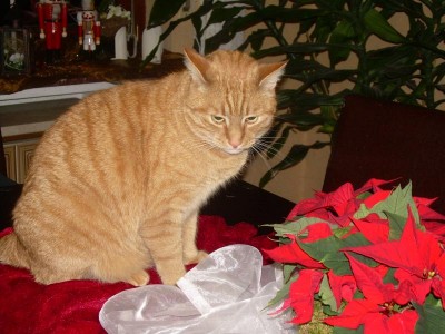 eigentlich darf ich ja nicht auf dem tisch sirten ...aaaabeeerrr....