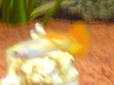 Guppymännchen