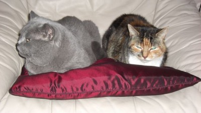 Kitty und Eliot.jpg