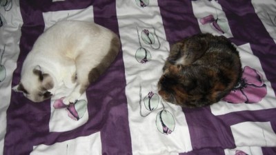 Lilly-Kitty-Knutschkugeln.jpg