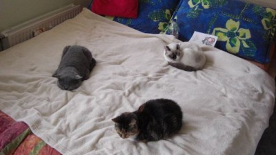 Geburtstagringereihe.jpg
