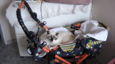 Lilly im Puppenwagen.jpg