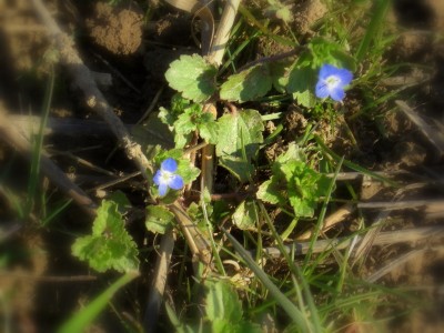 Blaue Blume auf dem Acker