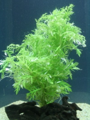 Cabomba Caroliniana