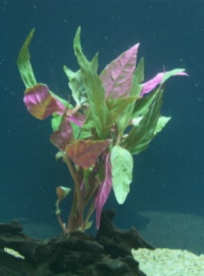 Alternanthera